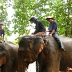 Schwieriger Aufgang auf den Elefanten